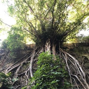 Meet your Posher, Rosa